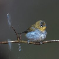 Восточная белоглазка :: Yudong Liu Восточная белоглазка :: Yudong Liu