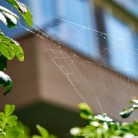 Паутинка :: Пал Саныч