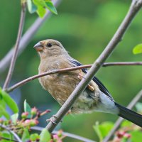 снегирёк :: Andrey Bragin 