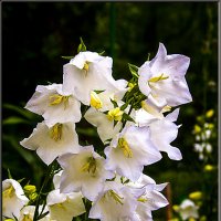 Садовые колокольчики. :: Александр Дмитриев