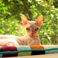 Золотой котик :: Лариса С. Золотой котик :: Лариса С.