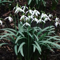 Подснежники :: Рита Симонова