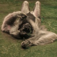 Ну ты Черношапочный Приматы, Ну ты НЮ :: Владимир Максимов