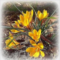 Желтые крокусы :: Наталья ***