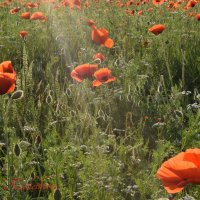 Природа Крыма :: Изумительная Космея