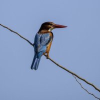 Красноклювая альциона. :: Alexander Amromin