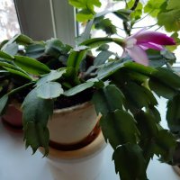 Декабрист расцвёл к 8 марта :: Галина Минчук