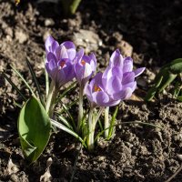 888 :: Александр. AVG100 ---