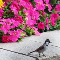 Бюль-бюль :: Галина Ильясова