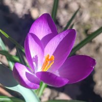 Крокус ботанический «Руби Гиант» :: Слава Коломойцев Крокус ботанический «Руби Гиант» :: Слава Коломойцев