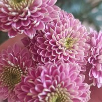 Хризантема цветы :: Слава Коломойцев