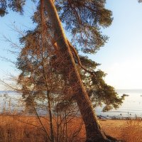 Падающая сосна. :: Лилия *