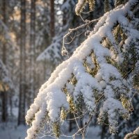 Еловая лапа :: Лилия 