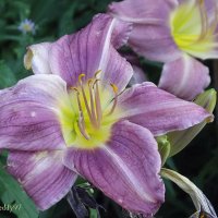 Лилейник :: Freddy 97