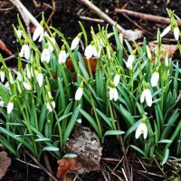 Наши первые подснежники(галантусы) :: Aida10 