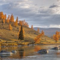 Золото Алтая :: Sergey38 