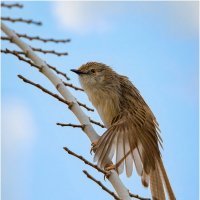Приния изящная :: Александр Григорьев