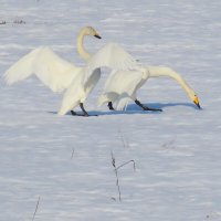 Кликуны в поле. :: Ольга Митрофанова