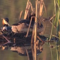 Новая жизнь :: Александр Шмидт
