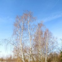 Весна пришла! :: Андрей Снегерёв Весна пришла! :: Андрей Снегерёв