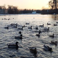 Утки :: Сапсан 