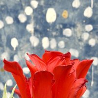 Необыкновенные! :: Pippa Необыкновенные! :: Pippa