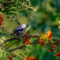 Ополовник :: Владимир Лазарев