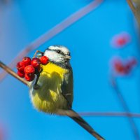 Лазоревка и дары осени. :: Владимир Лазарев