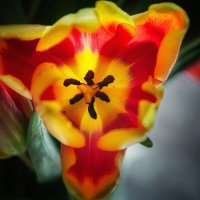 *** :: Виктор Иванович Чернюк *** :: Виктор Иванович Чернюк