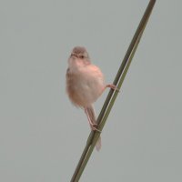 Буроголовая приния :: Yudong Liu