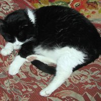 Так сладко спится :: Людмила Смородинская