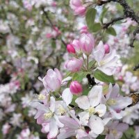 Весна :: Зоя Мишина Весна :: Зоя Мишина