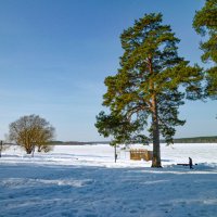 Прогулка под соснами. :: Михаил "Skipper"