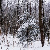 Зимний лесопарк :: Рита Симонова