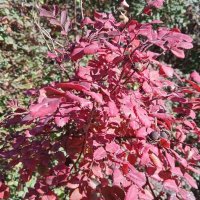 костёр октября :: Елена Шаламова