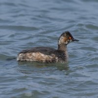 черношейная поганка.весна Лазоревское. :: юрий макаров черношейная поганка.весна Лазоревское. :: юрий макаров