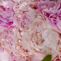 * * * * * :: Алёна Савина