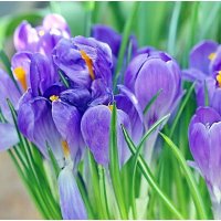 Дождались весны... и они, и МЫ! :: ZNatasha -