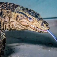 варан :: Аркадий Лаптенко варан :: Аркадий Лаптенко