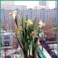 Вестники весны :: Ольга Довженко