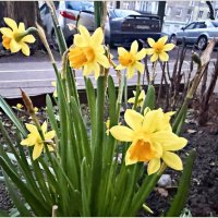 Сегодняшние, утренние..... :: Валерия Комова Сегодняшние, утренние..... :: Валерия Комова