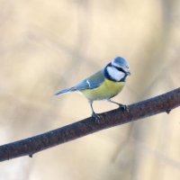 Лазоревка :: Сергей Владимирович Егоров
