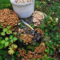 Дары леса. :: Михаил Курзанцев