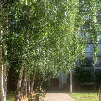 Летом березы :: Елена Семигина