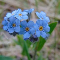 Незабудок цветы голубые. :: nadyasilyuk Вознюк