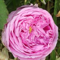 Роза :: Freddy 97 Роза :: Freddy 97