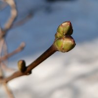 Сирень. Просыпается. :: Любимова Ольга 