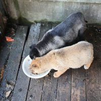 Дворовые щенки. :: Михаил Столяров