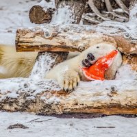 полярная медведица после трудового дня :: Аркадий Лаптенко