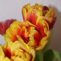 Тюльпанчики :) :: Татьян@ Ивановна